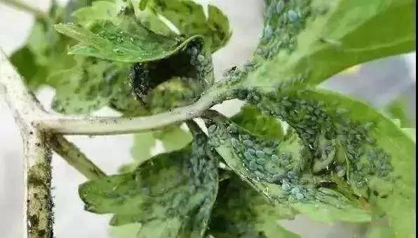 桃蚜虫难治用啥特效药,花椒蚜虫难治治不下去怎么办