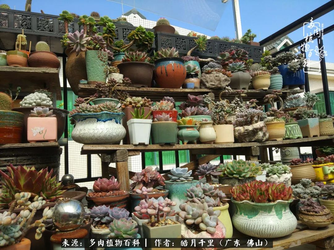 多肉娇气养不活多肉的10个秘密,养多肉是件很治愈的事情