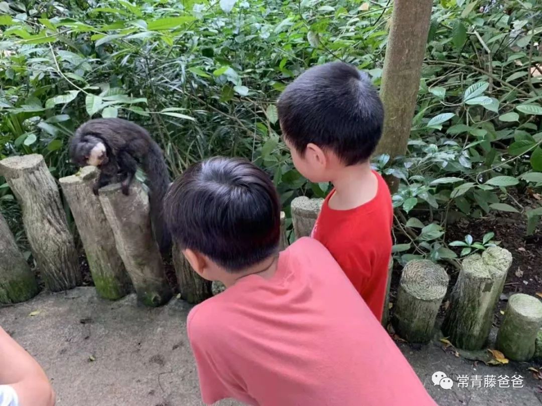 十一新加坡,新加坡5天4晚亲子游推荐哪家