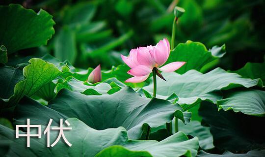 二伏面条做法,天热7款面条做法