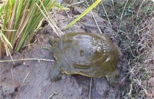 甲鱼养殖的注意点是什么呢,养殖甲鱼夏季需要注意事项