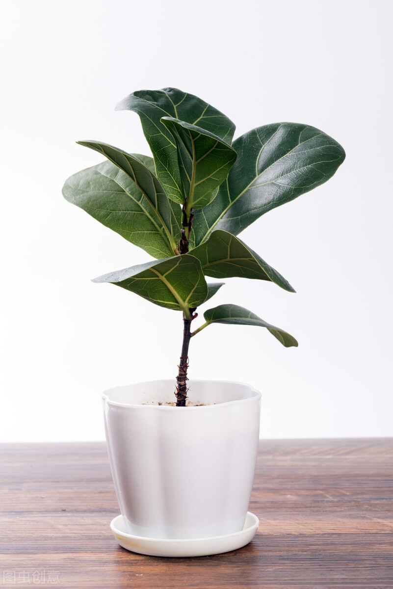 养什么植物晒不死又不怕冻,北方冬天适合养的花草耐寒耐冻