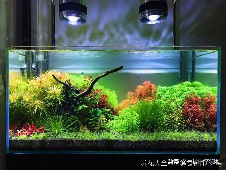 鱼缸不一定只能养鱼，养不活的花丢鱼缸里，沾水立马就疯长