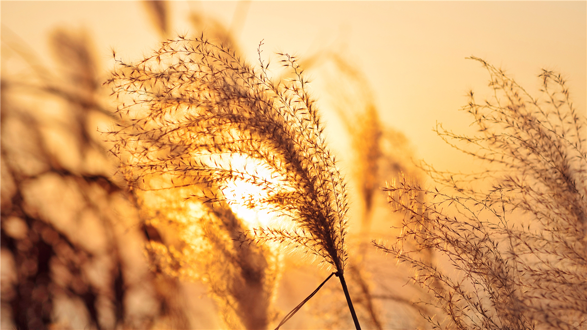 秋天苏州游玩,苏州旅游攻略秋天