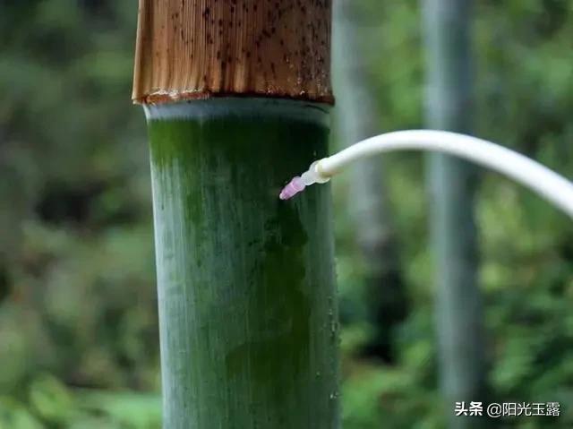 竹子酒是不是越放越好喝,竹子酒到底是不是真的好喝