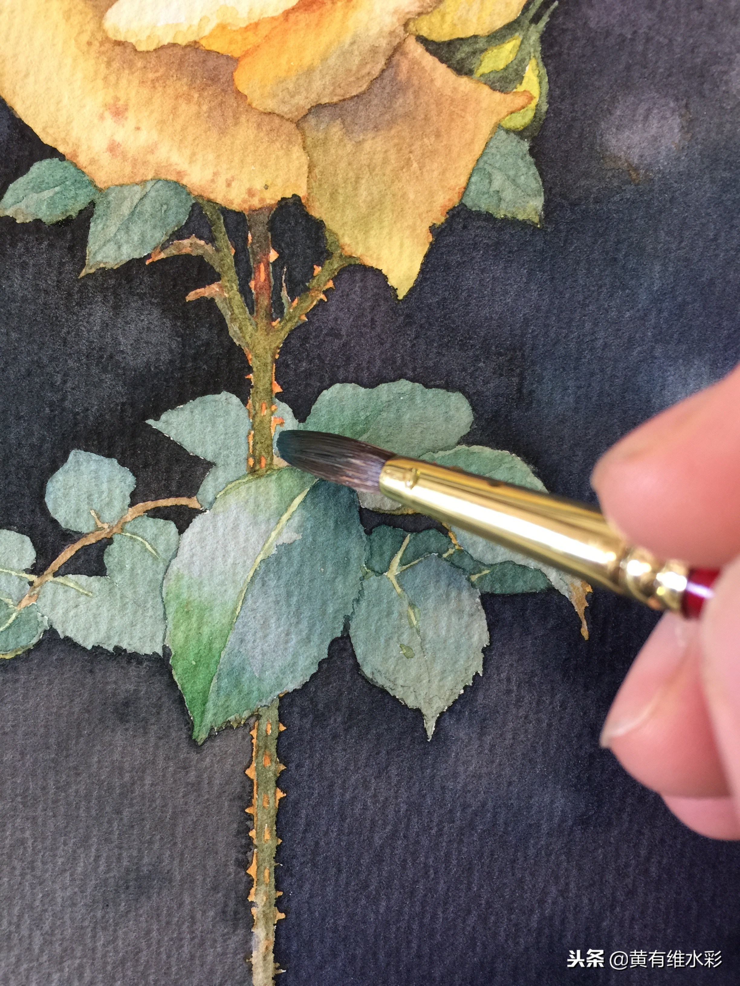 零基础入门水彩的基本画法,黄玫瑰水彩晕染