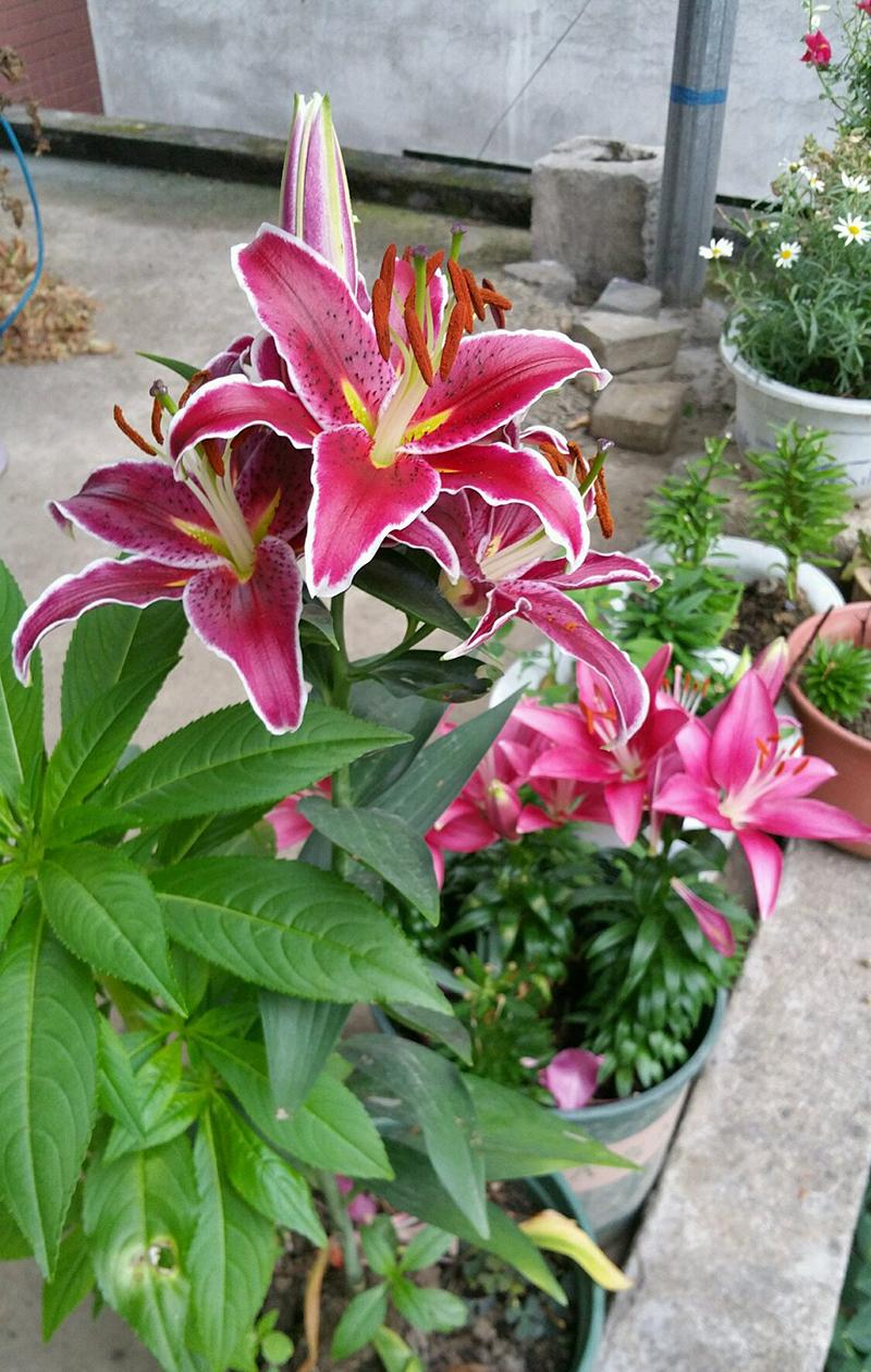 百合花叶子发皱卷曲是什么原因,百合花开花后发黄快速补救方法