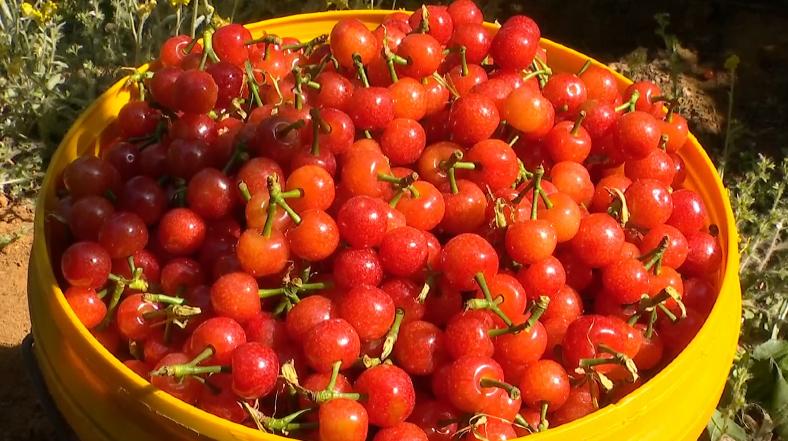 红了樱桃熟了,攀枝花樱桃上市