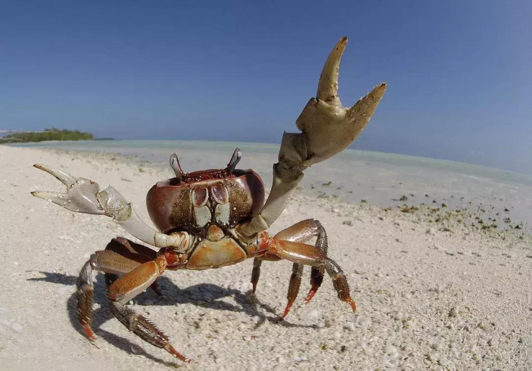 日本罗圈腿女生,日本为什么罗圈腿那么多
