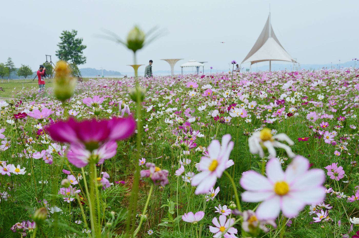 湖北松滋洈水风景区门票多少钱,松滋洈水旅游风景区游客量