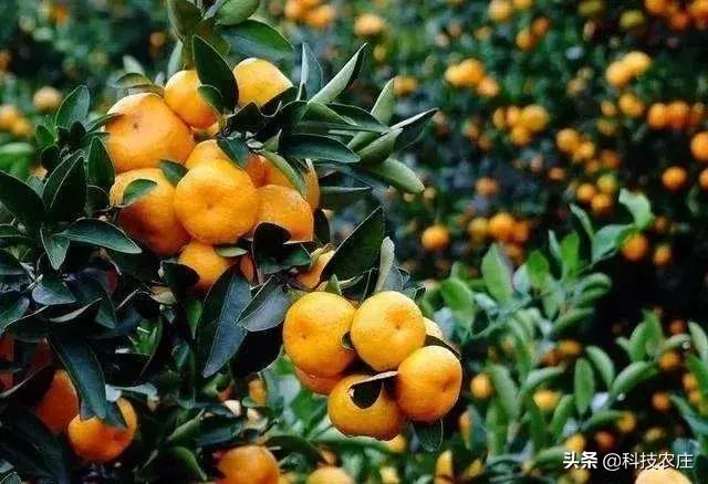 蜜桔减产成功了吗,蜜桔受灾损失多少