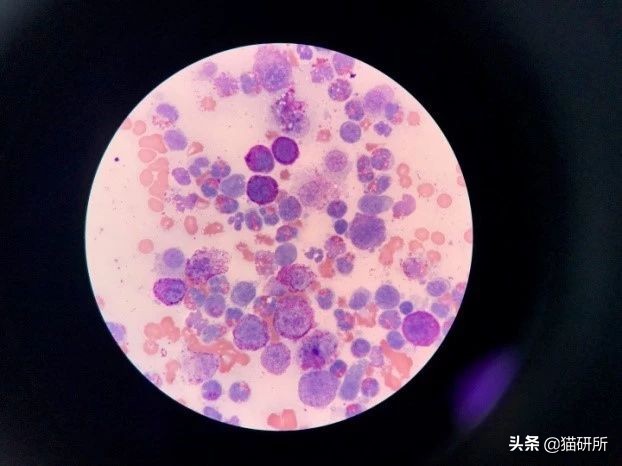 猫咪身上长包包怎么办,猫咪的面部神情跟铲屎官有关系