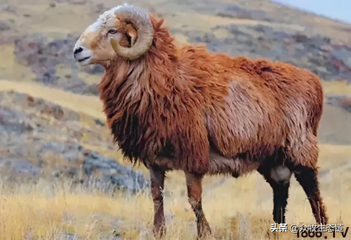 世界上最好的羊是哪个羊,世界最好的羊排名前十