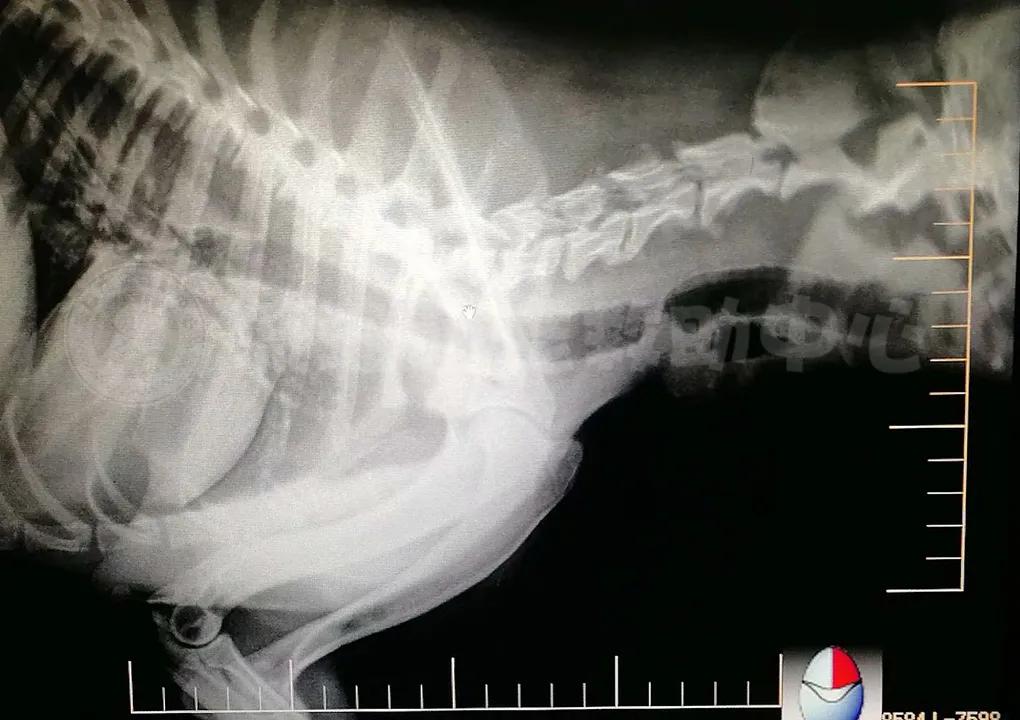 比格犬受害者拆家,比格犬丢失新主人要善待它