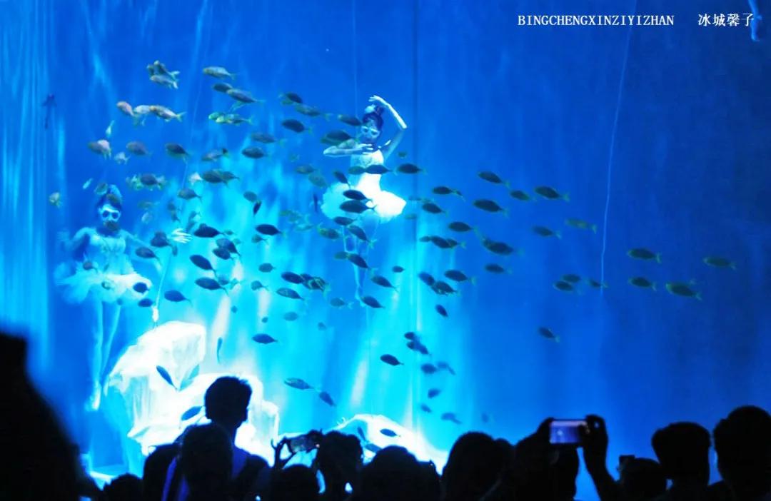 走进哈尔滨完整视频,走进哈尔滨海洋馆