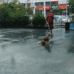 狗狗关在家里为什么要一直推门,关上门狗狗乱叫怎么办