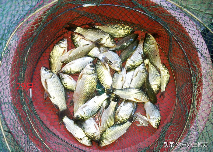 野钓心得,野钓心得分享大全