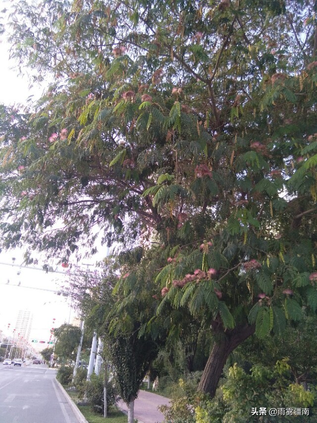 读古诗词，赏阿图什*欢合**花