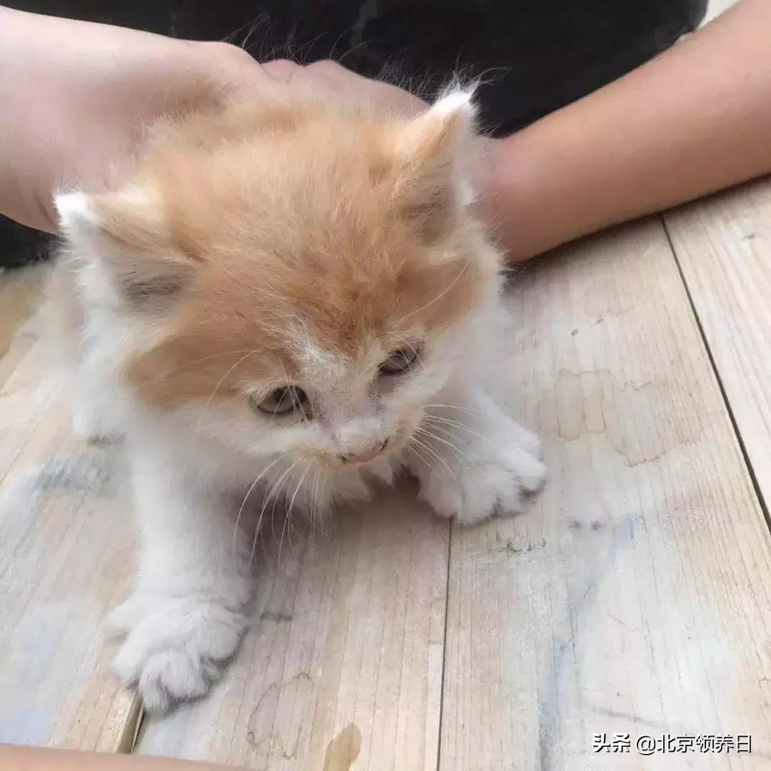 #领养代替购买#给它们一个家|线上宠物领养日,20190608加场