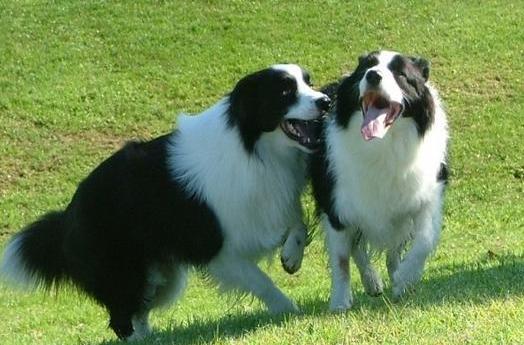 为啥狗狗交配后就跑？资深铲屎官也未必知道