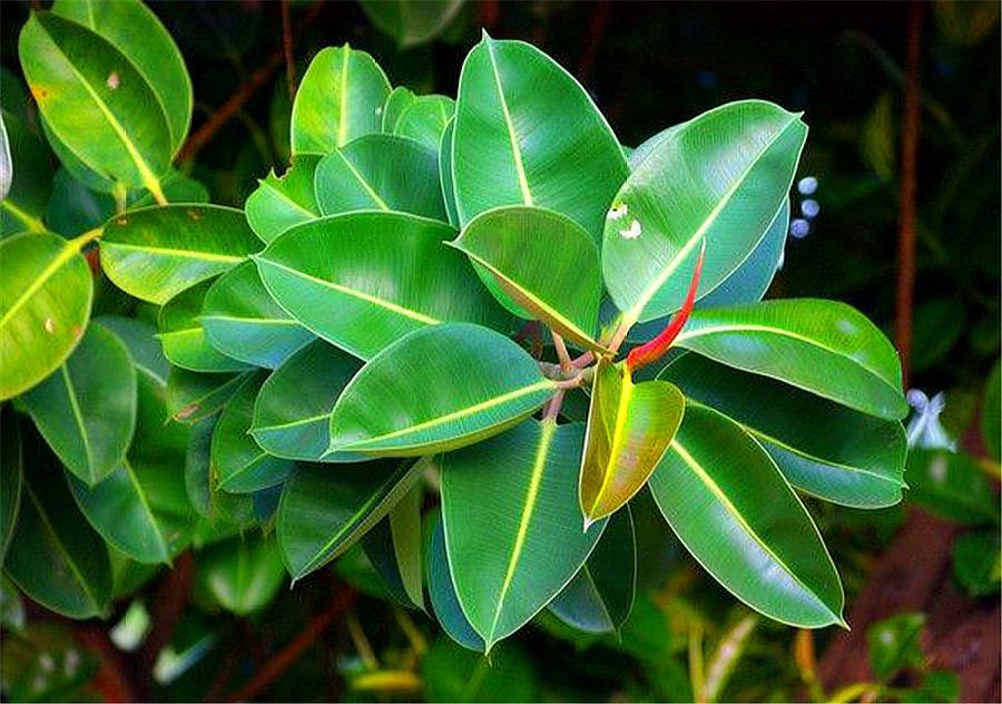 橡皮树怎样才能不长高叶子黑又亮,橡皮树侧芽怎么才能长出来