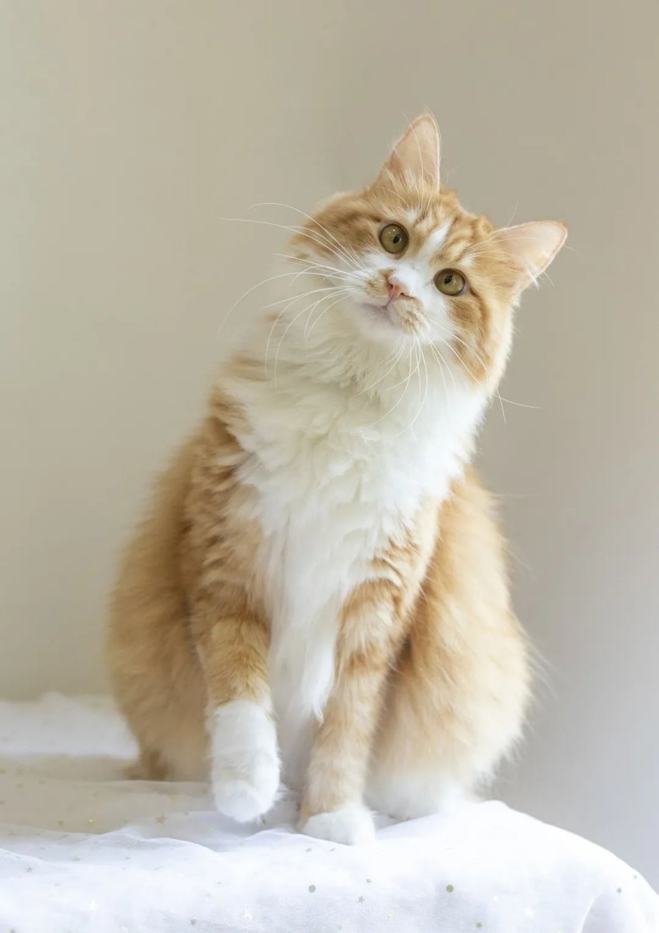 大牌餐饮5折,大牌美食5折购