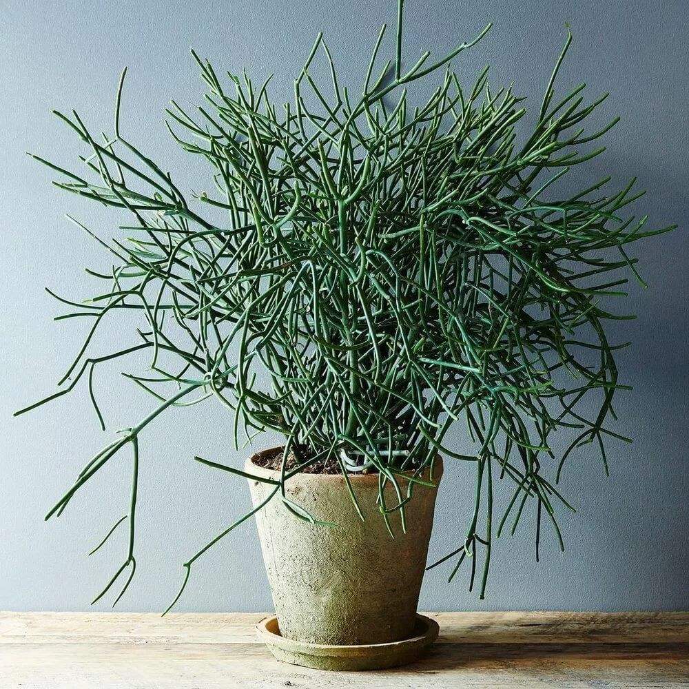 13种有毒的盆栽花卉有哪些,十种有毒的花卉有哪些