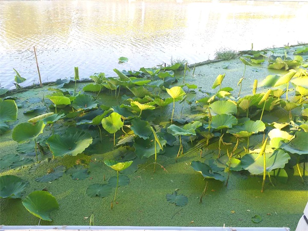 遇见这一场秋霜（外三篇）