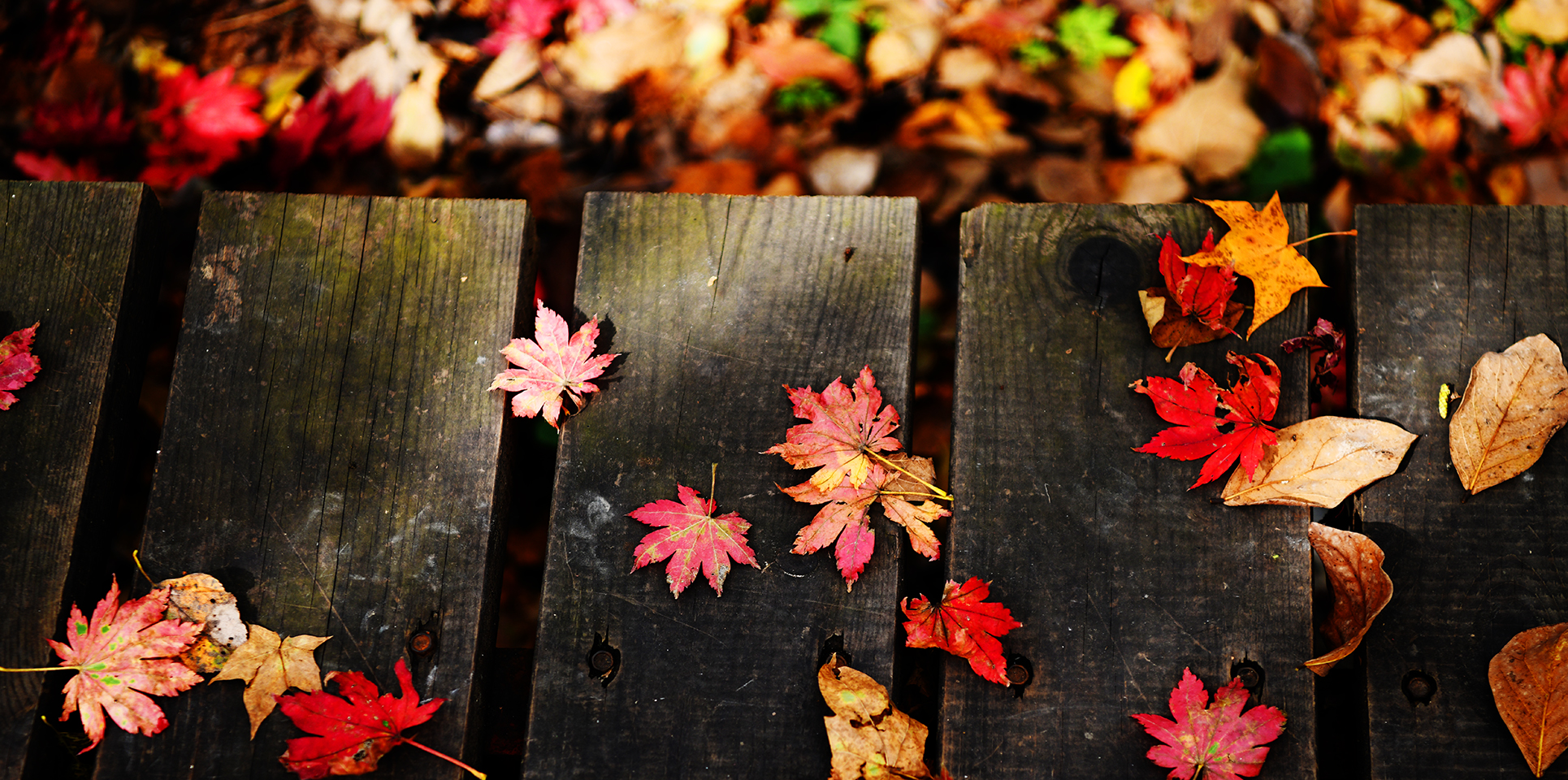 落英缤纷是落花吗,落英缤纷是叶子吗