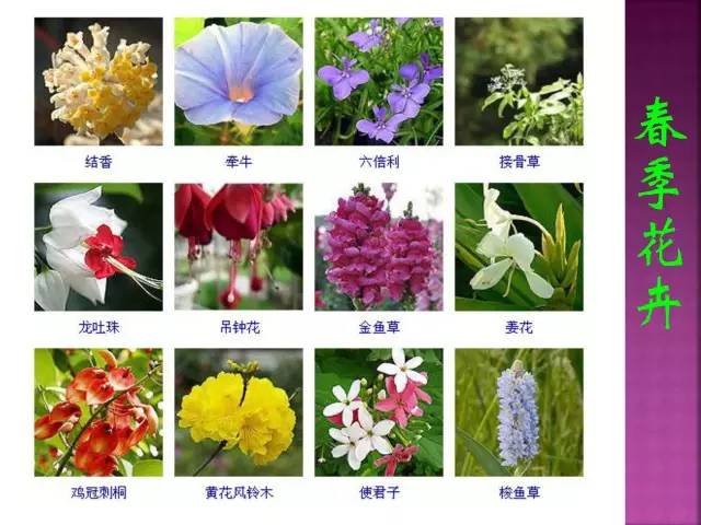 花卉大全500种观叶植物名称,1332种常见花卉植物图谱