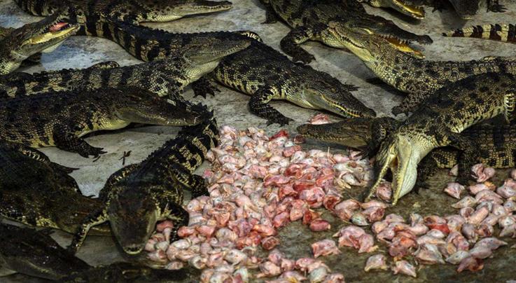 鳄鱼可以合法养殖吗,人工养殖鳄鱼100斤一条多少钱