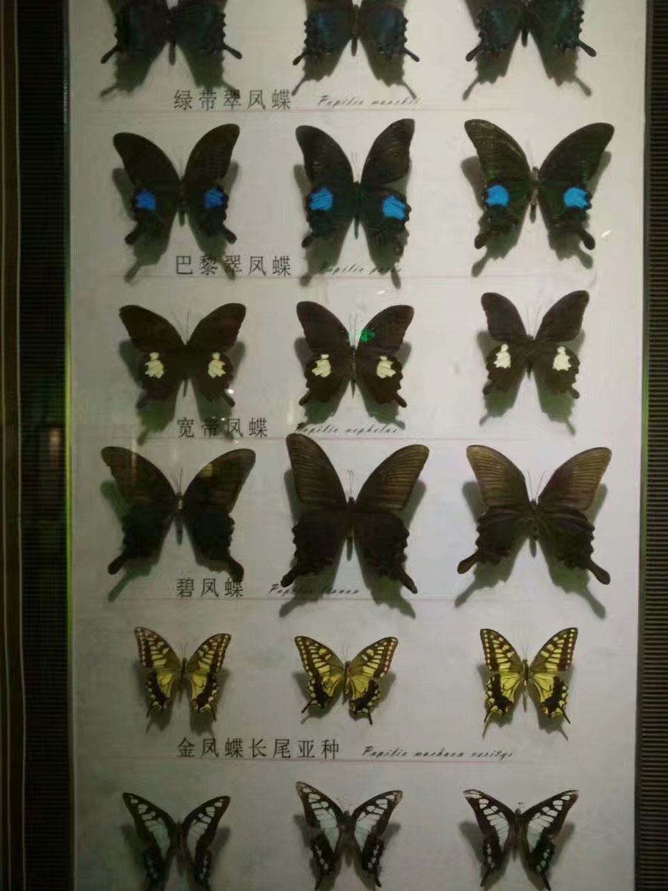 云南贵州之旅,云南蝴蝶泉之游