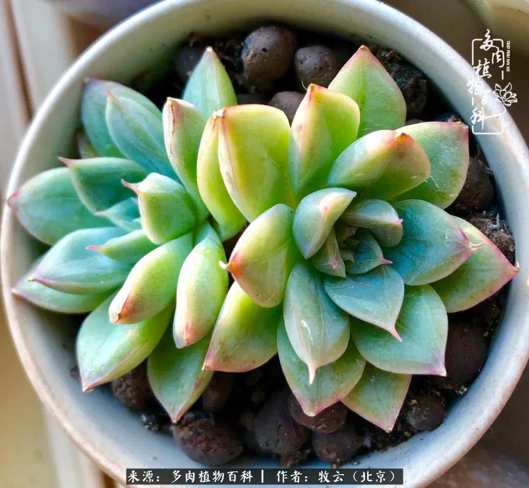 日常生活中常见的多肉植物,多肉植物神奇之处