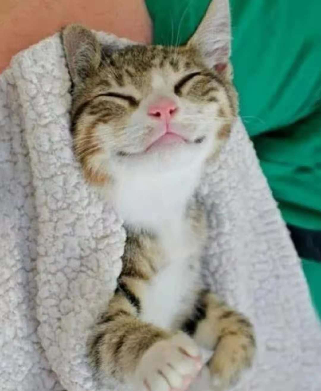 猫的100种奇特行为,猫咪的笑是怎么弄出来的