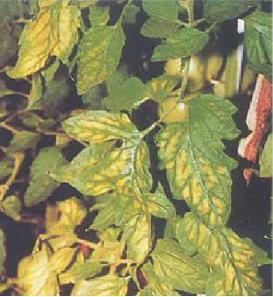 番茄各个生长期缺氮的症状,番茄苗期缺素症图片