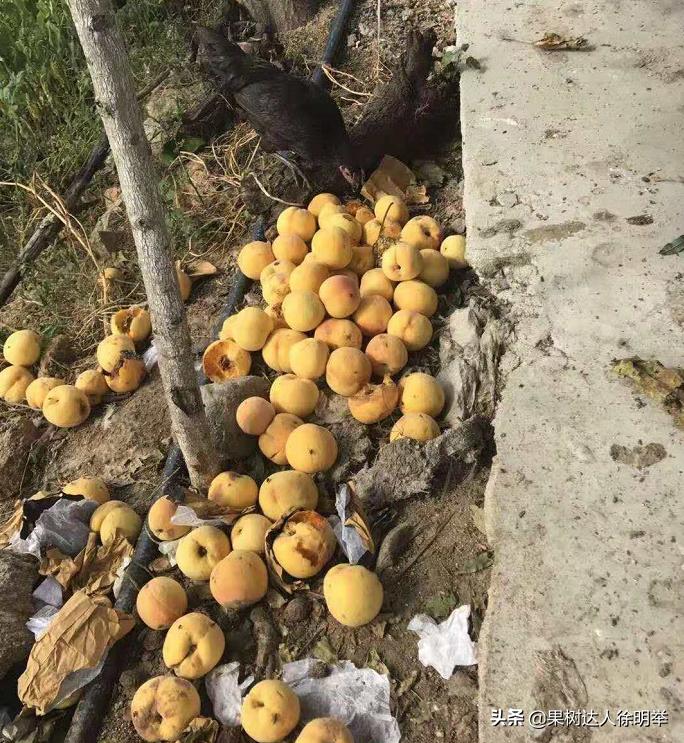 桃子褐腐病和炭疽病的区别,怎样防桃子褐腐病