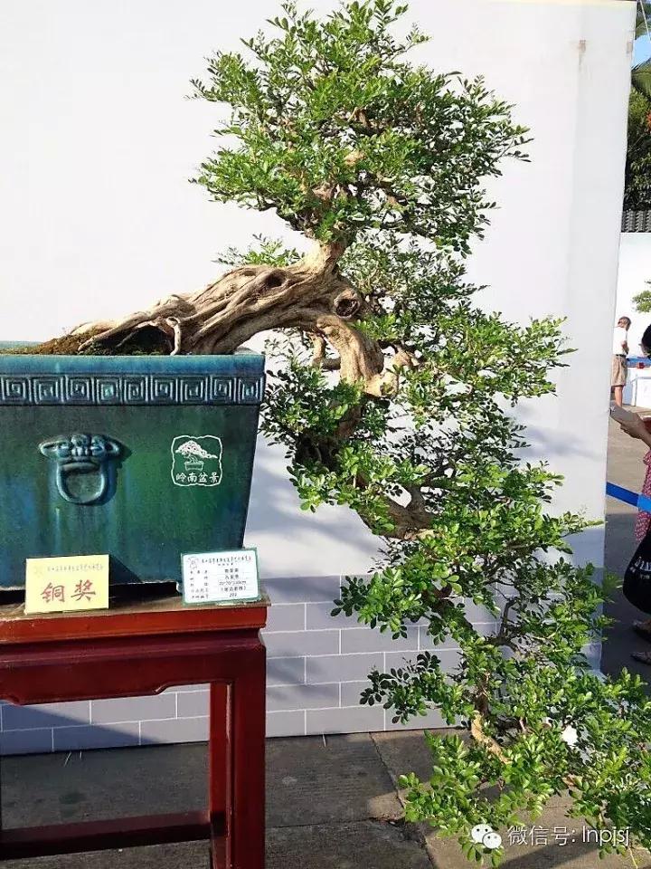 苍劲古朴挺拔有力的老桩盆景欣赏,老态龙钟盆景作品欣赏