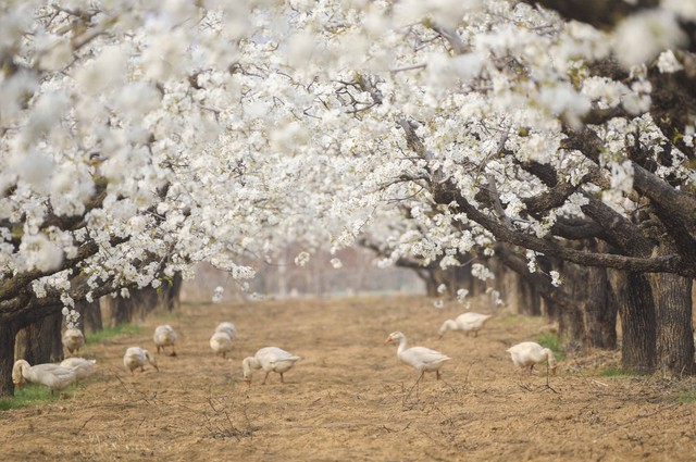 梨花似雪，伊人如梦