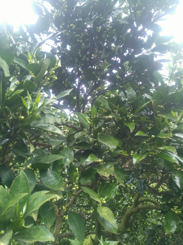 现在橙子打药都是打什么药,橙子一年四季都打什么药