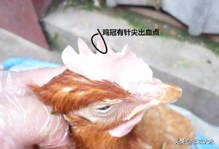 鸡冠发紫发黑是什么病怎么治疗,鸡冠发紫脸白怎么回事