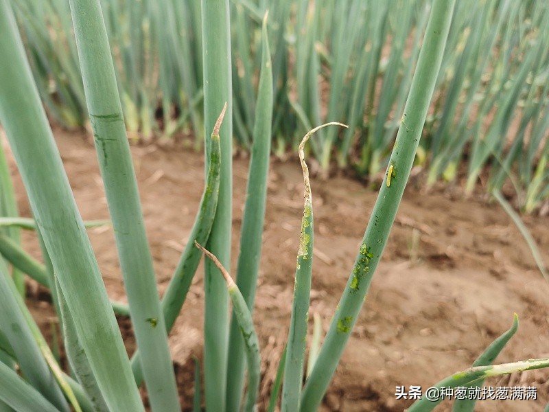 大葱重茬种植有什么危害,大葱重茬如何调理