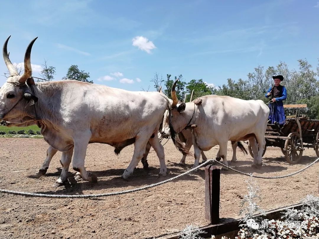 东欧匈牙利捷克,捷克奥地利维也纳