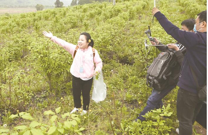 200小时销售3.6万余斤刺五加！助农，抚顺一直在行动