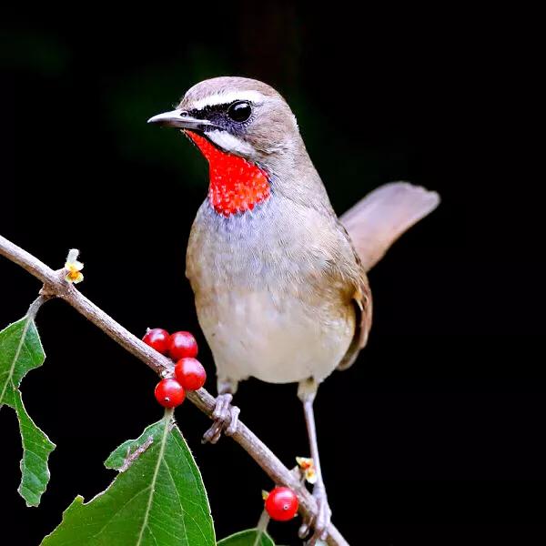 红靛颏和蓝靛颏哪种叫声好听,正宗红靛颏鸟