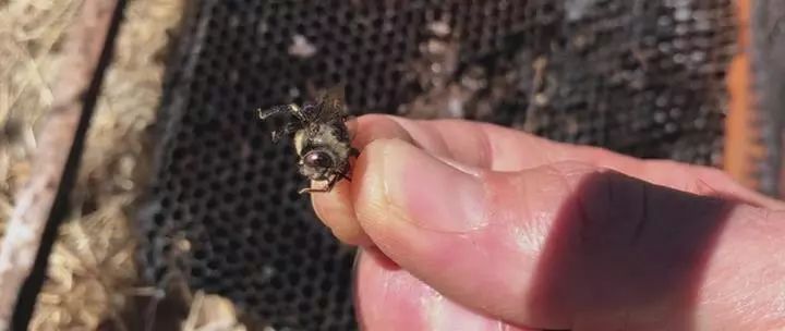 田园牧歌有哪些,田园牧歌纪录片