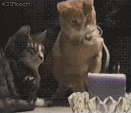 猫咪哪种打喷嚏情况需要注意,猫咪打喷嚏需要注意什么