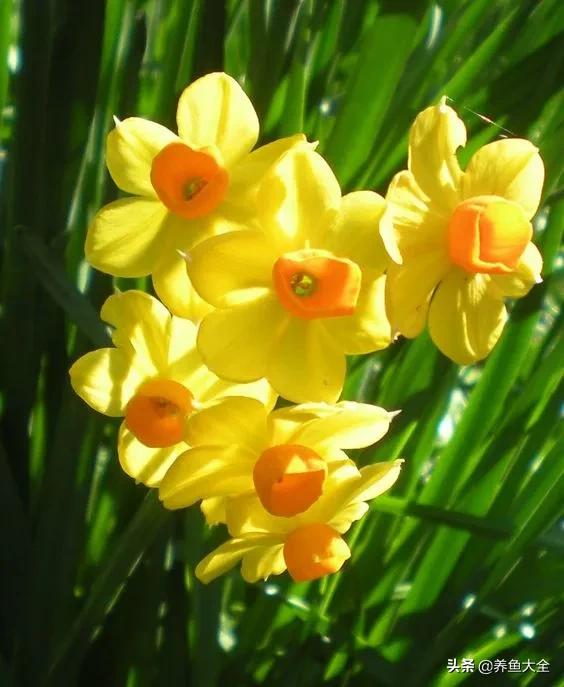 一至十二月的花期,12月到2月份的花期