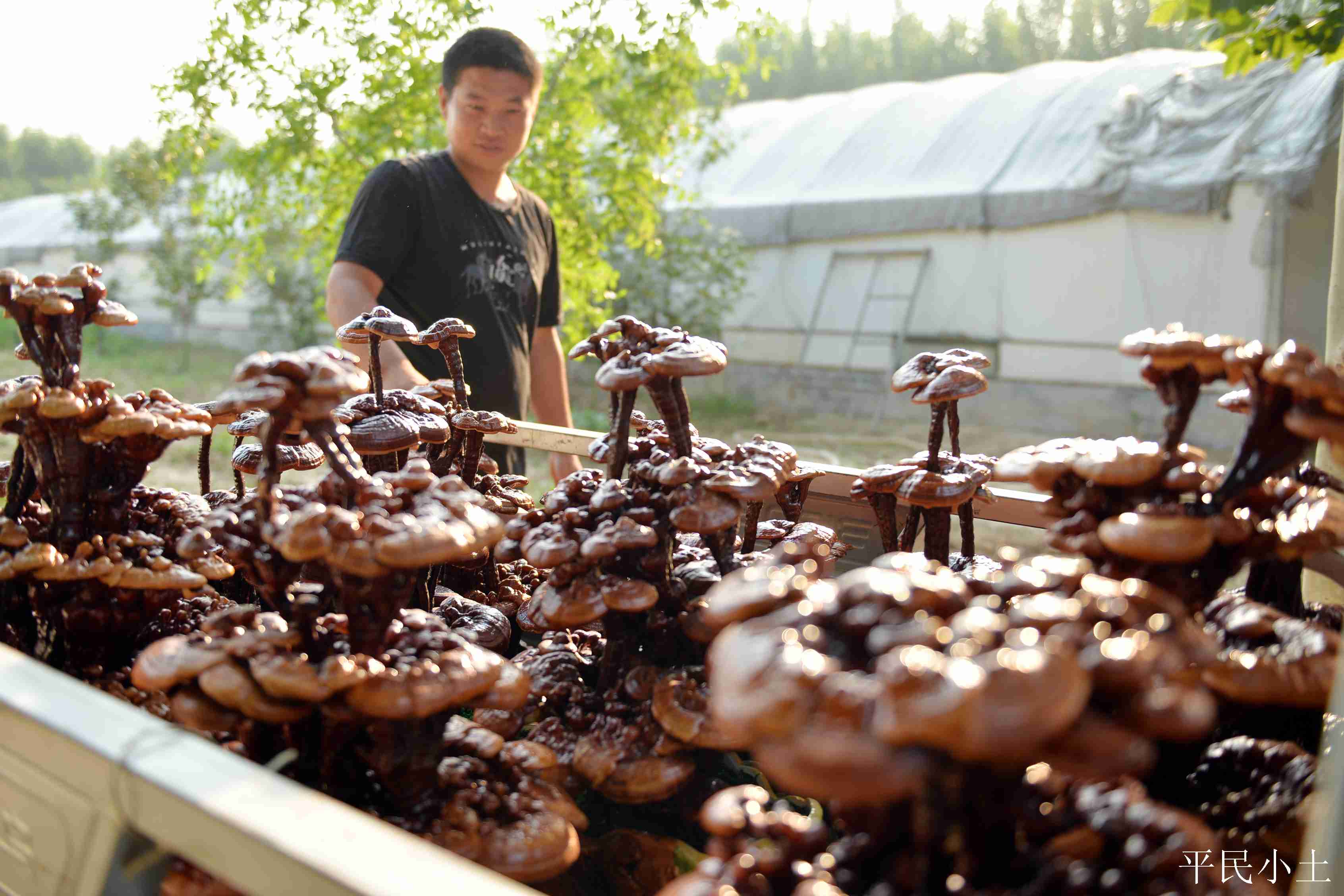 山东聊城灵芝盆景 (山东聊城盆景灵芝)