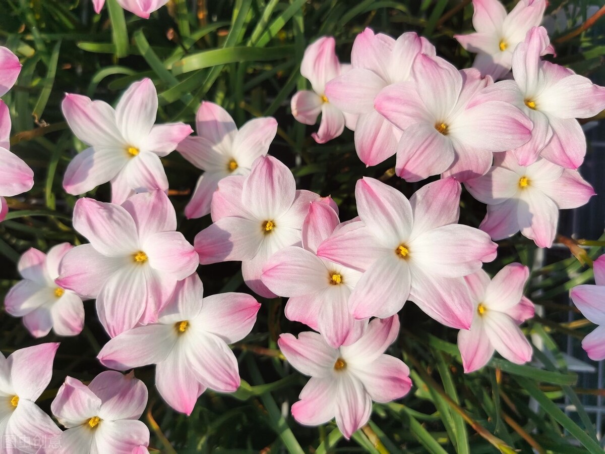 现在这季节逛花市合适吗,花市必看