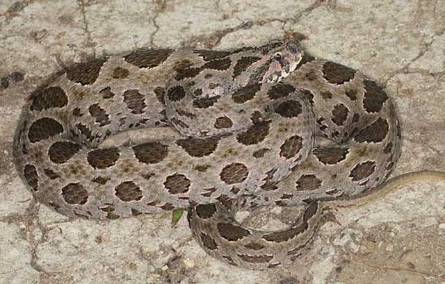 中国十大毒蛇银环蛇排名第几 (中国的毒蛇)